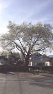 image1.jpeg